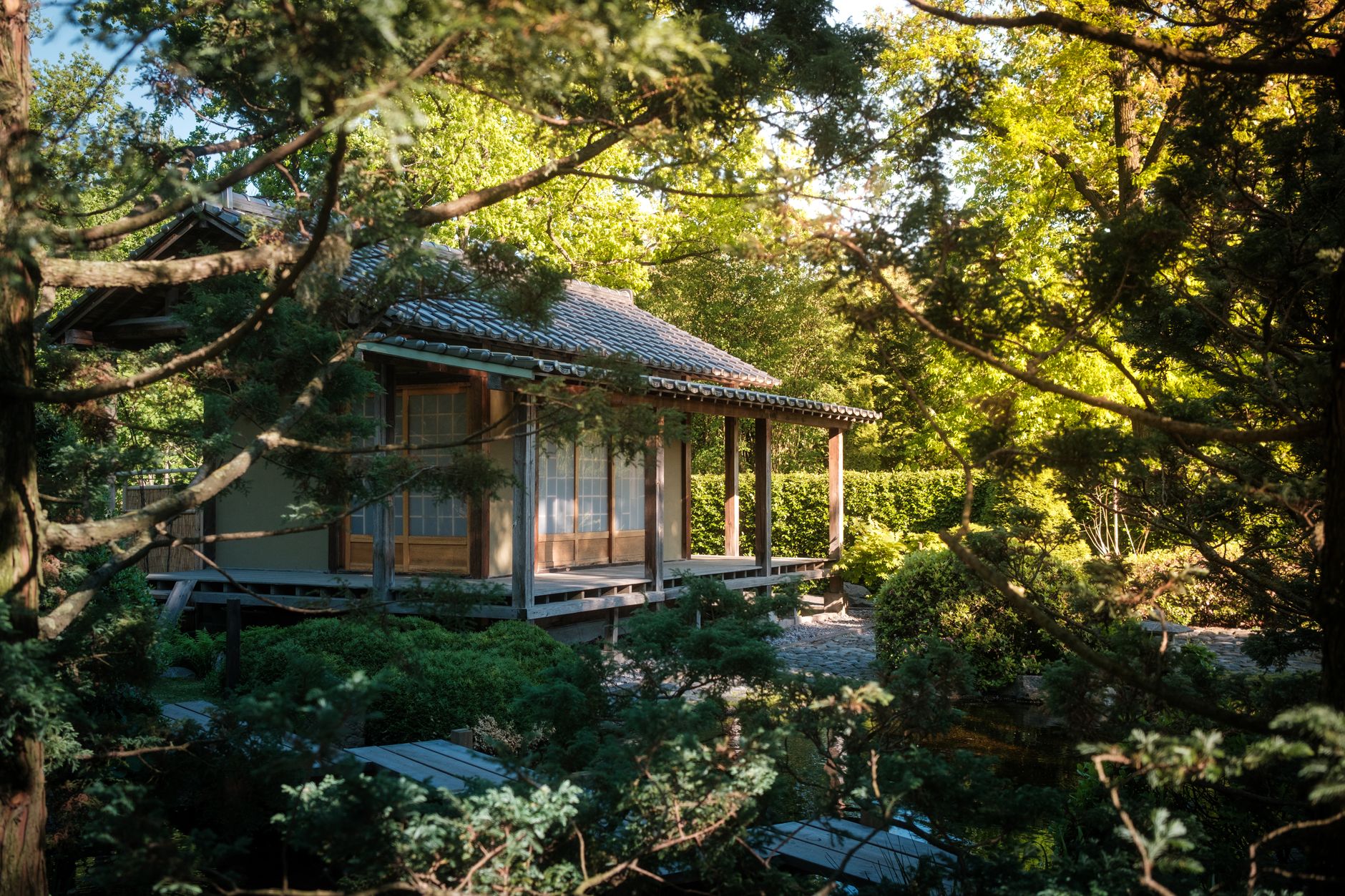 Wooden verandas overlooking misty bamboo and moss gardens in Kyoto